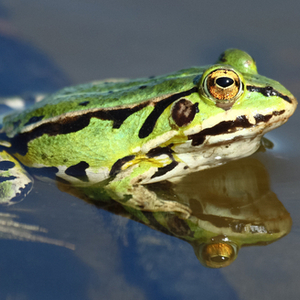 トノサマガエル