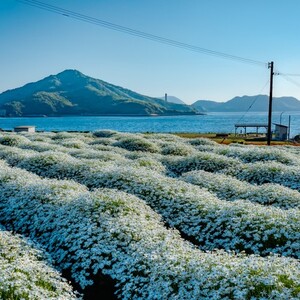 フラワーパーク浦島
