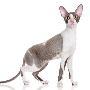 コーニッシュ・レックス