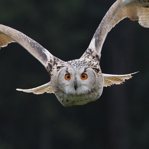 シベリアワシミミズク