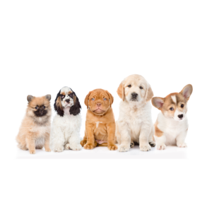 子犬
