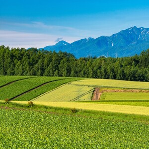 パッチワークの路