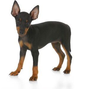 トイ・マンチェスター・テリア