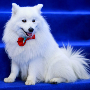 イタリアン・ボルピノ