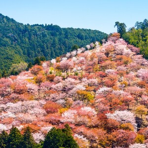 吉野山