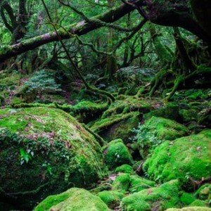苔むす森(もののけ姫の森)