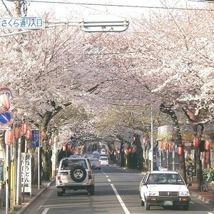 常盤平さくら通り