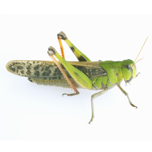 トノサマバッタ