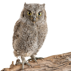 コノハズク(ヨーロッパコノハズク)