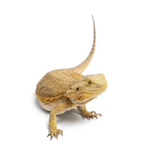 フトアゴヒゲトカゲ