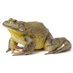 ウシガエル