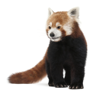 レッサーパンダ