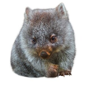 ウォンバット