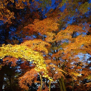 月の石もみじ公園