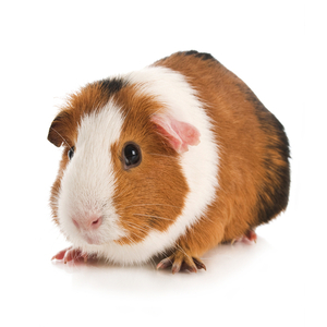 モルモットの種類人気ランキング みんながペットにしたいのは みんなのランキング