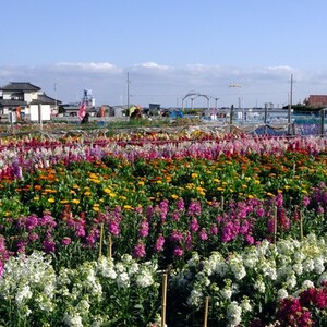 千倉の花畑