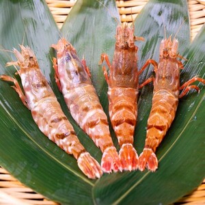 モサエビ