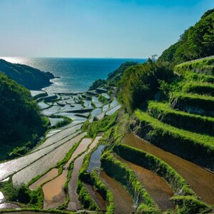 浜野浦の棚田