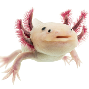 メキシコサンショウウオ(ウーパールーパー)