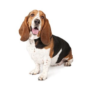 バセット・ハウンド