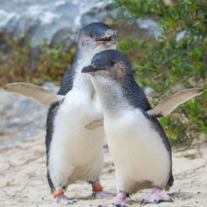 コガタペンギン(フェアリーペンギン)