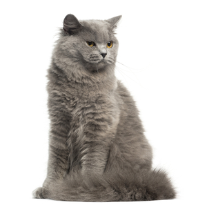 ブリティッシュ・ロングヘアー