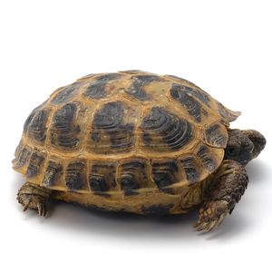 ヨツユビリクガメ