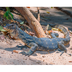 ミズオオトカゲ(サルバトールモニター)