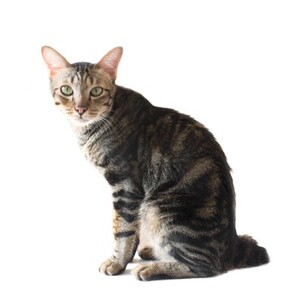 アメリカン・ボブテイル