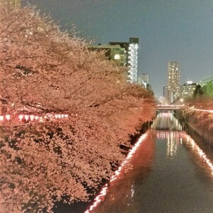 お花見