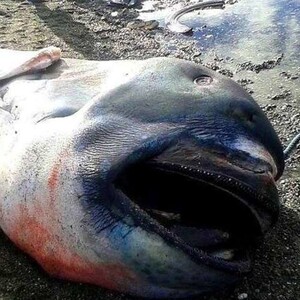 メガマウスザメ