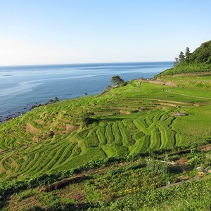 白米千枚田