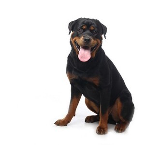 ロットワイラー