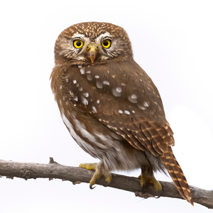 ブラジルスズメフクロウ(アカスズメフクロウ)