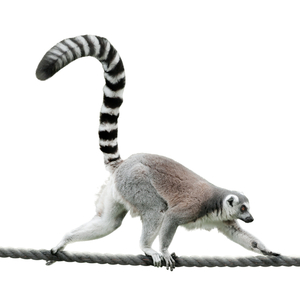 ワオキツネザル