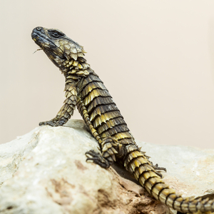 ヒナタヨロイトカゲ