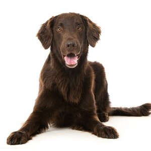 フラットコーテッド・レトリーバー