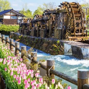 砺波チューリップ公園