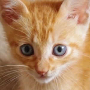 子猫の目