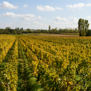 ブルゴーニュのブドウ畑のクリマ