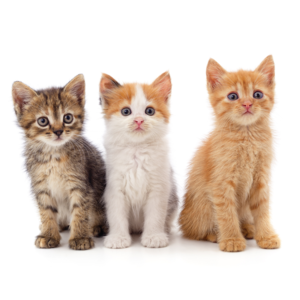 子猫