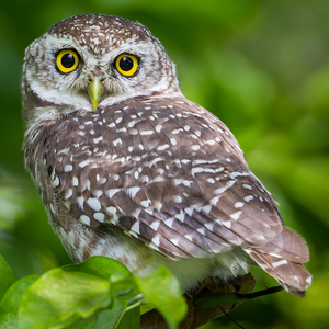 インドコキンメフクロウ