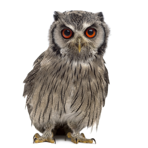 アフリカオオコノハズク