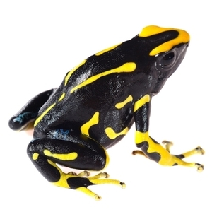ミイロヤドクガエル