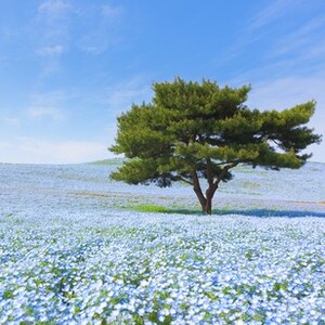 国営ひたち海浜公園