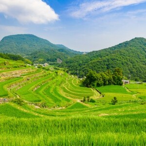 中山千枚田