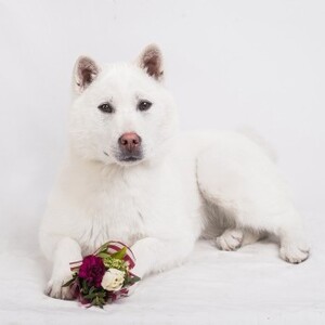 紀州犬