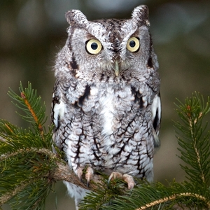 アメリカオオコノハズク