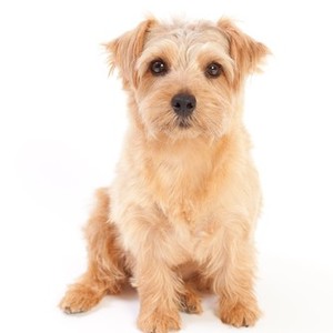 人気投票 1 25位 小型犬の種類ランキング みんながペットにしたい犬種は 2ページ目 みんなのランキング