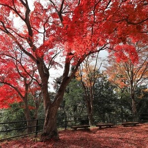 笠置山もみじ公園